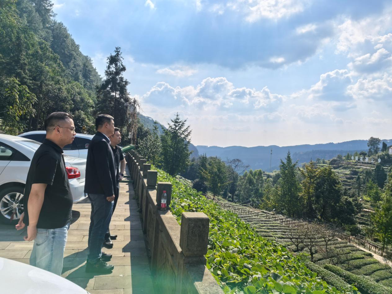李总裁一行参观考察茶园标准化种植基地